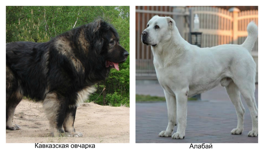 Костюм для алабая