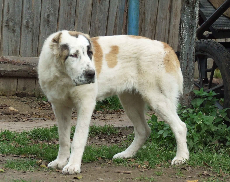 Алабай самка