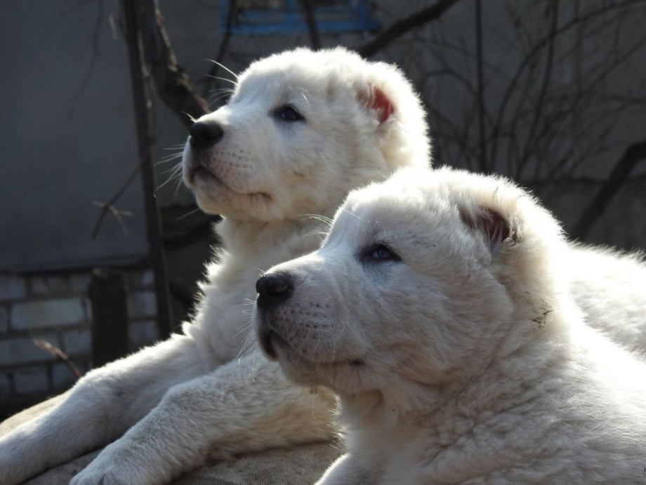 Щенок САО 1 месяц