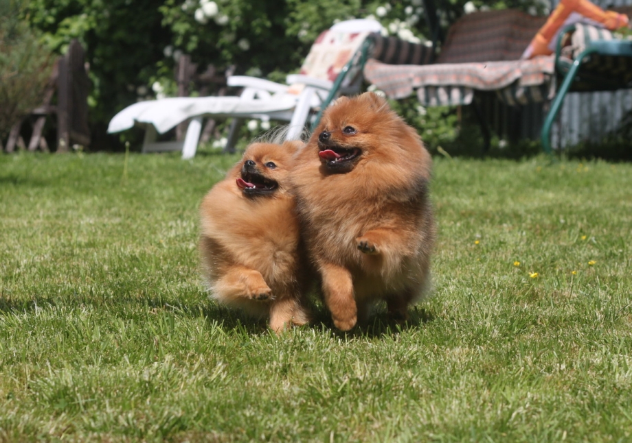 Dogs that look like Chowchow and Pomeranian