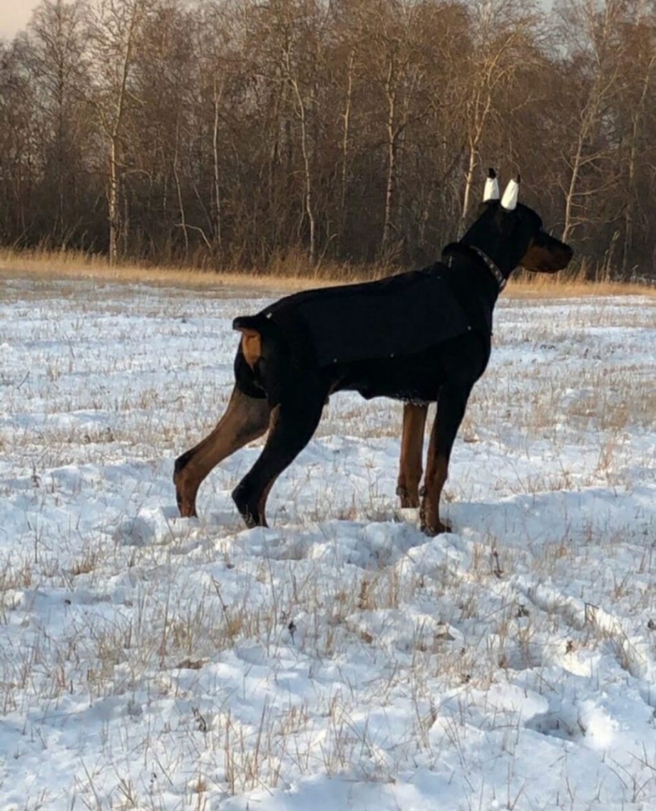 Босерон порода собак