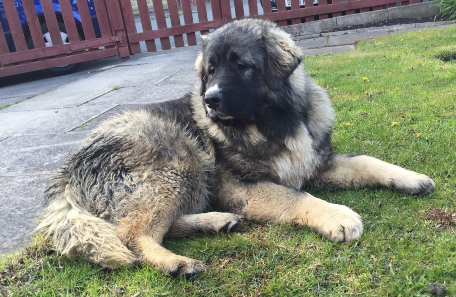 German Shepherd немецкая овчарка