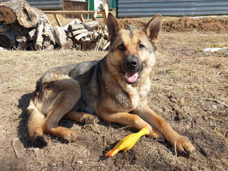King Shepherd
