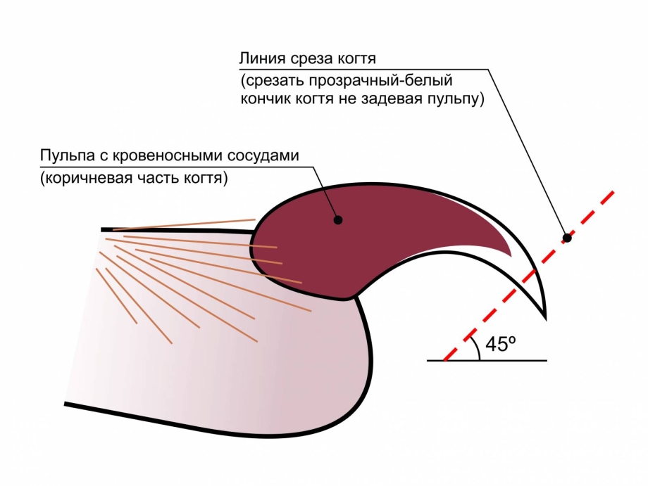 Собака с накрашенными ногтями