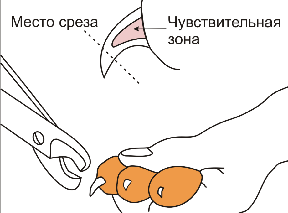 Как обрезать котенку когти когтерезкой