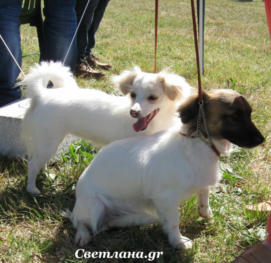 Греческая собака Алопекис