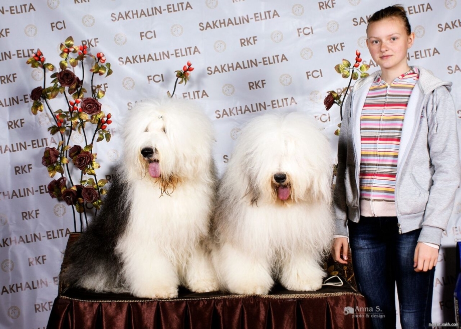 Американский бобтейл длинношёрстный