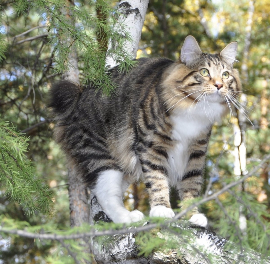 Кот Курильский бобтейл
