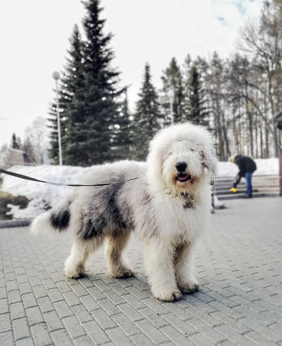Бобтейл кошка