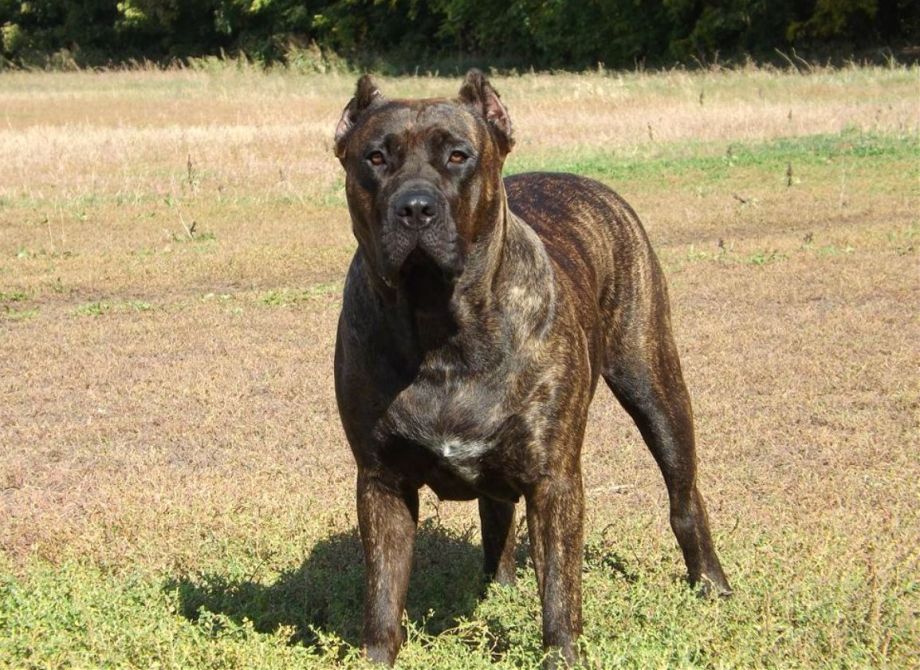 Presa Canario порода собак