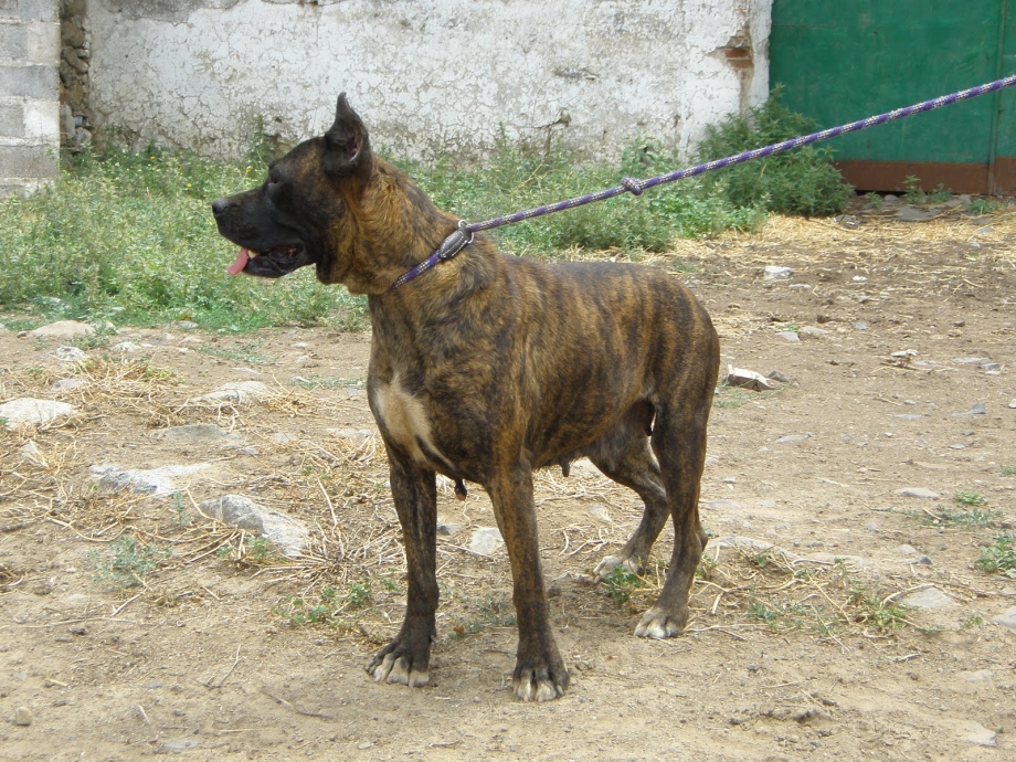 Аланский Кане Корсо