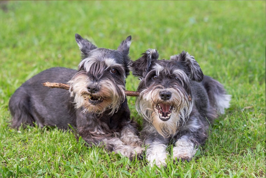 Цвергшнауцер / Miniature Schnauzer (183) м