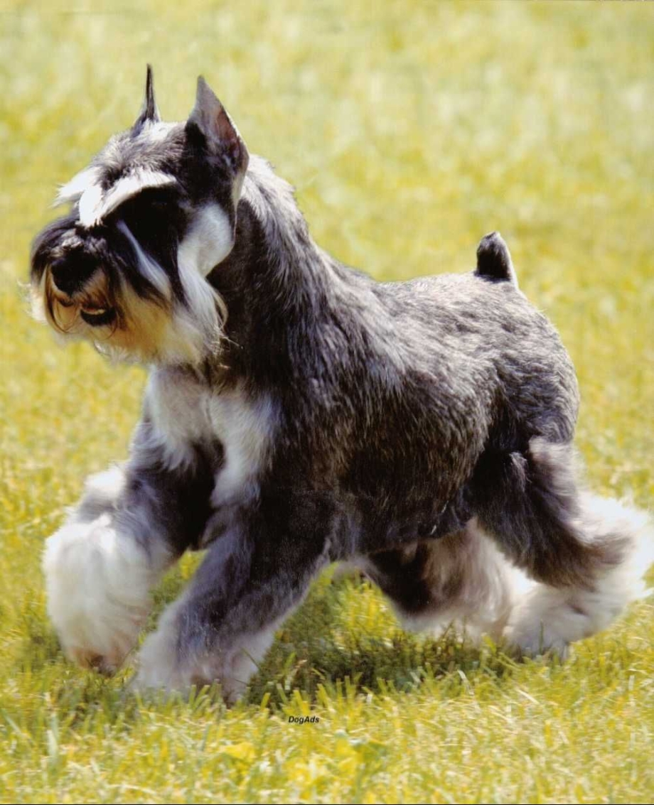 Giant Schnauzer щенок