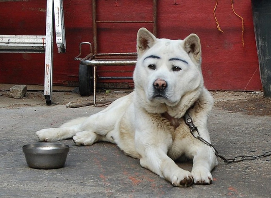 Собака с бровями