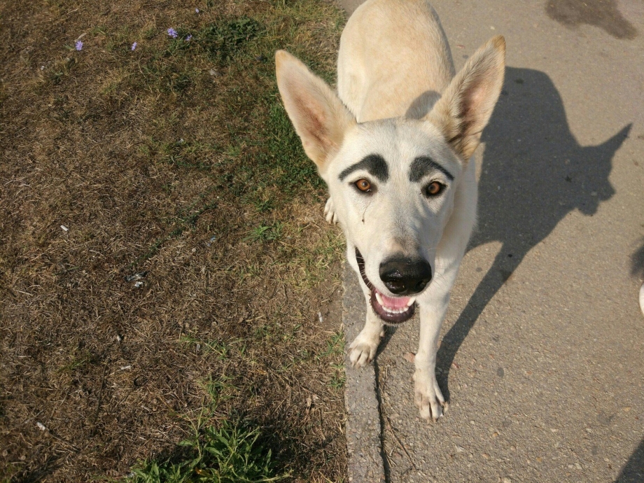 Lonely Dog хаски Акита