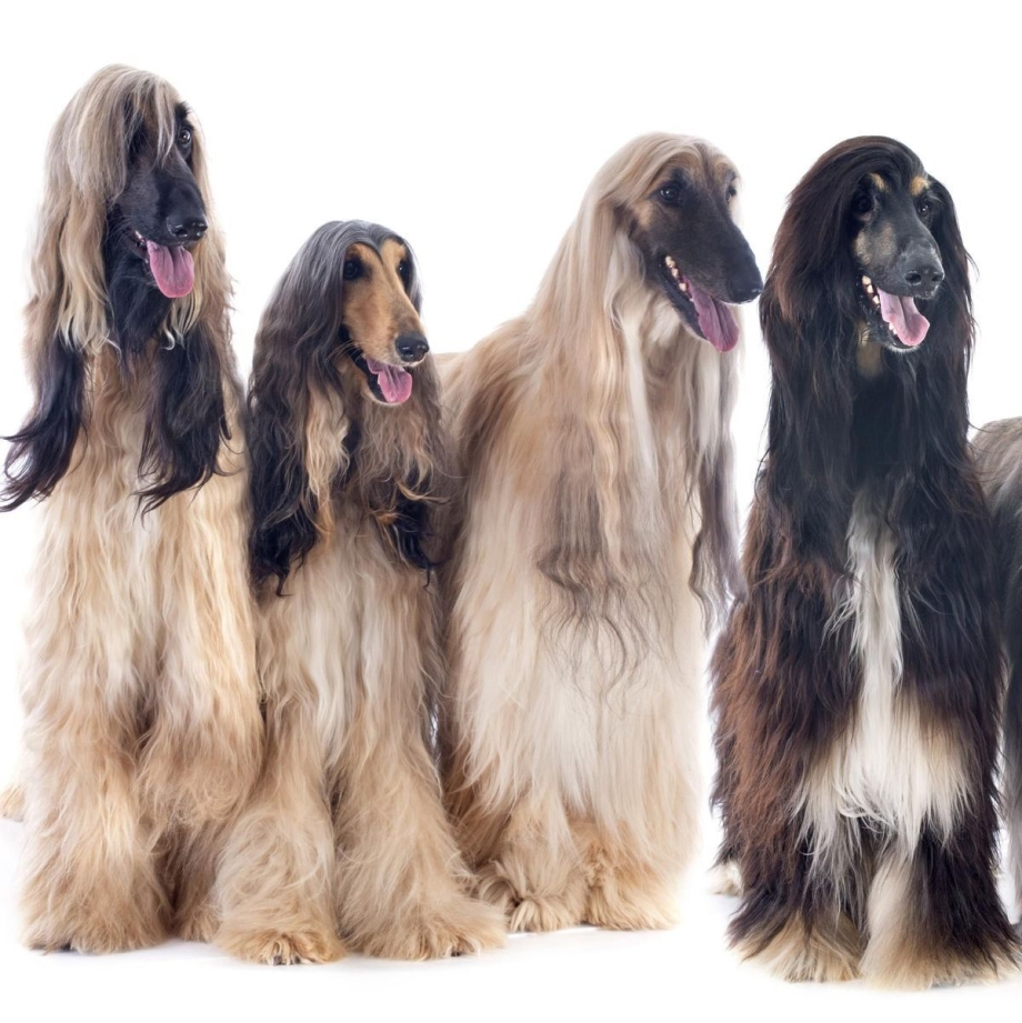 Borzoi dezzoi