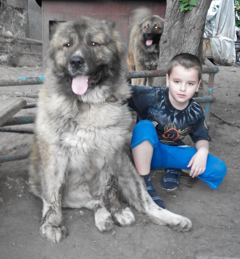 Кавказец собака и дети