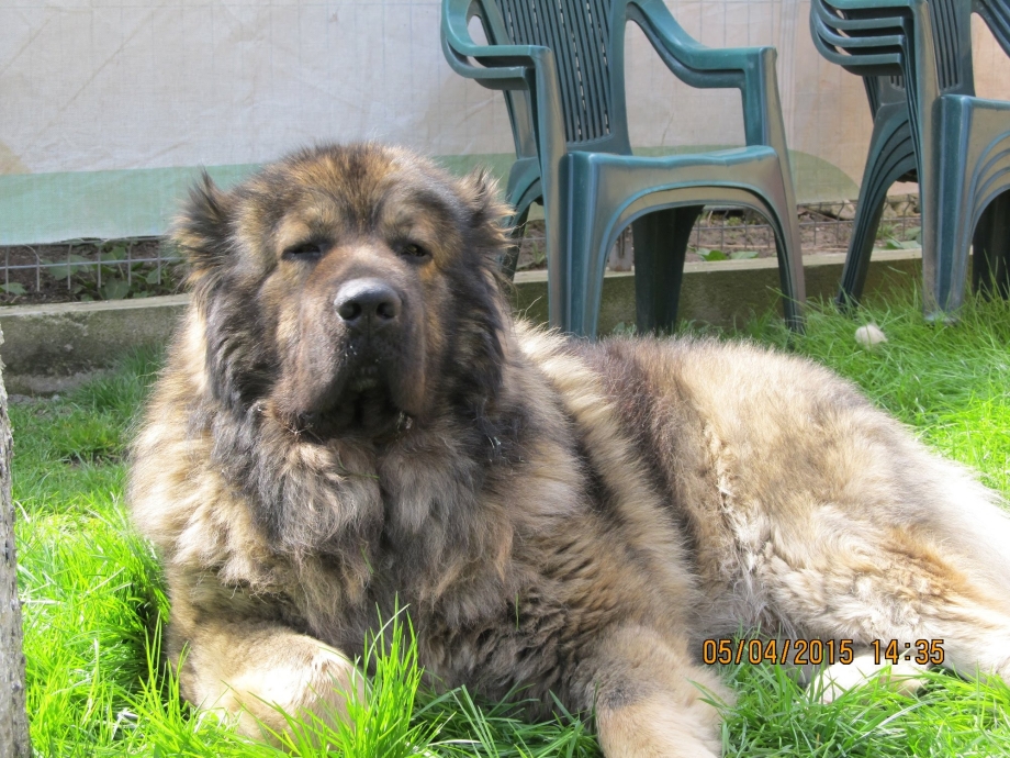 Caucasian Shepherd Dog Herd
