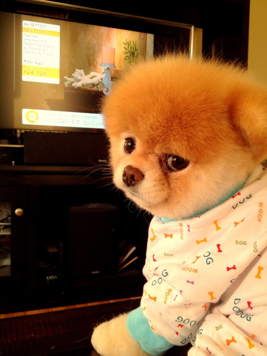 Померанский шпиц щенок Boo