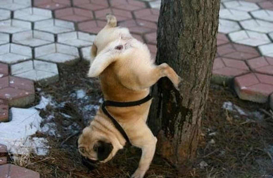 Туалет Savic Puppy Trainer
