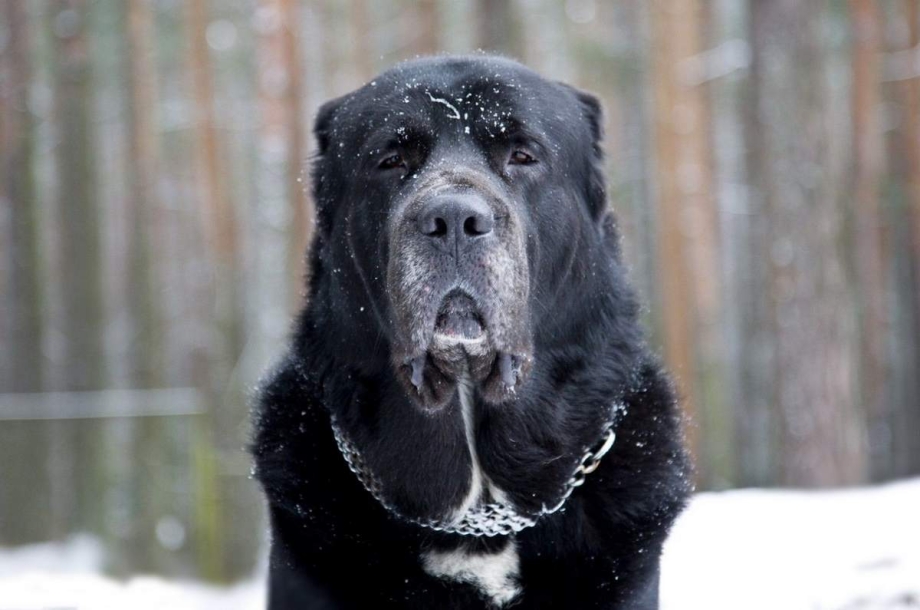 Алабай собака