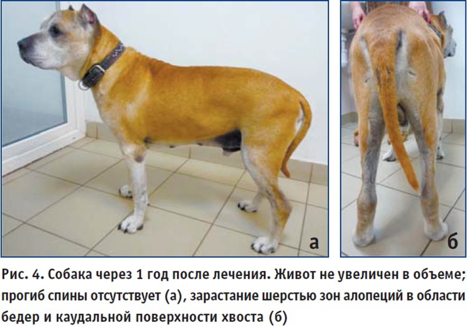 Лимфоэкстравазат ретривер
