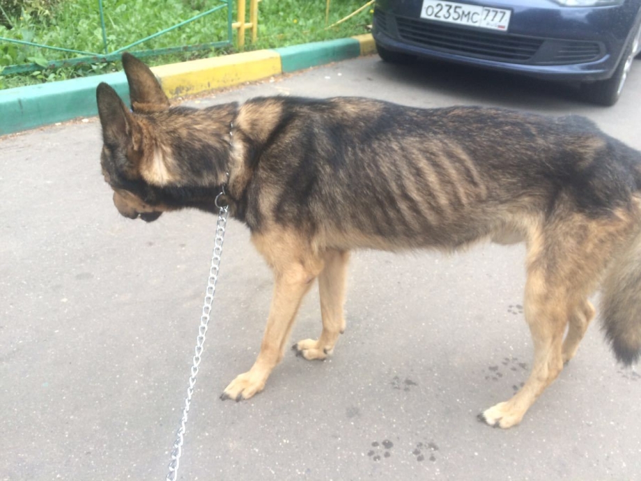 Послеродовая эклампсия у собак