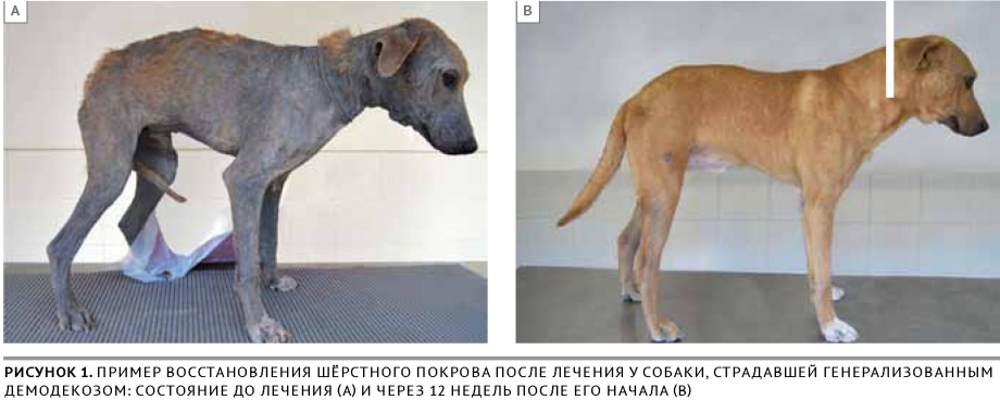 Аллергия у французского бульдога