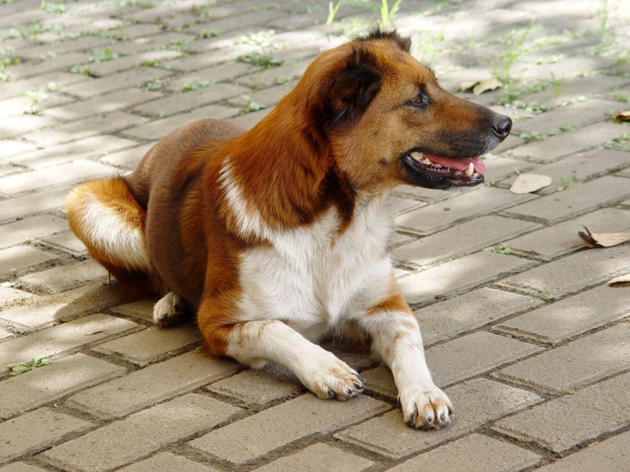 Уличный щенок