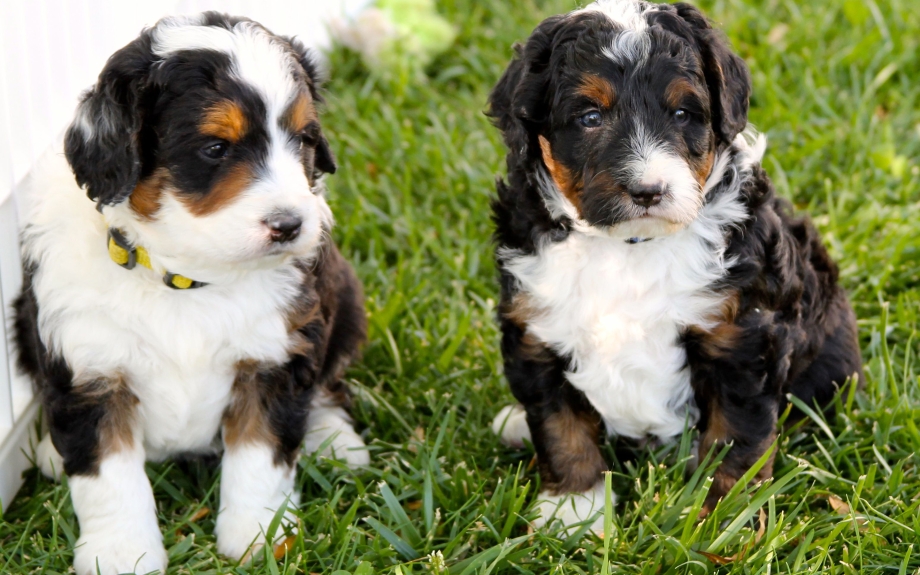 Bernedoodle Dog