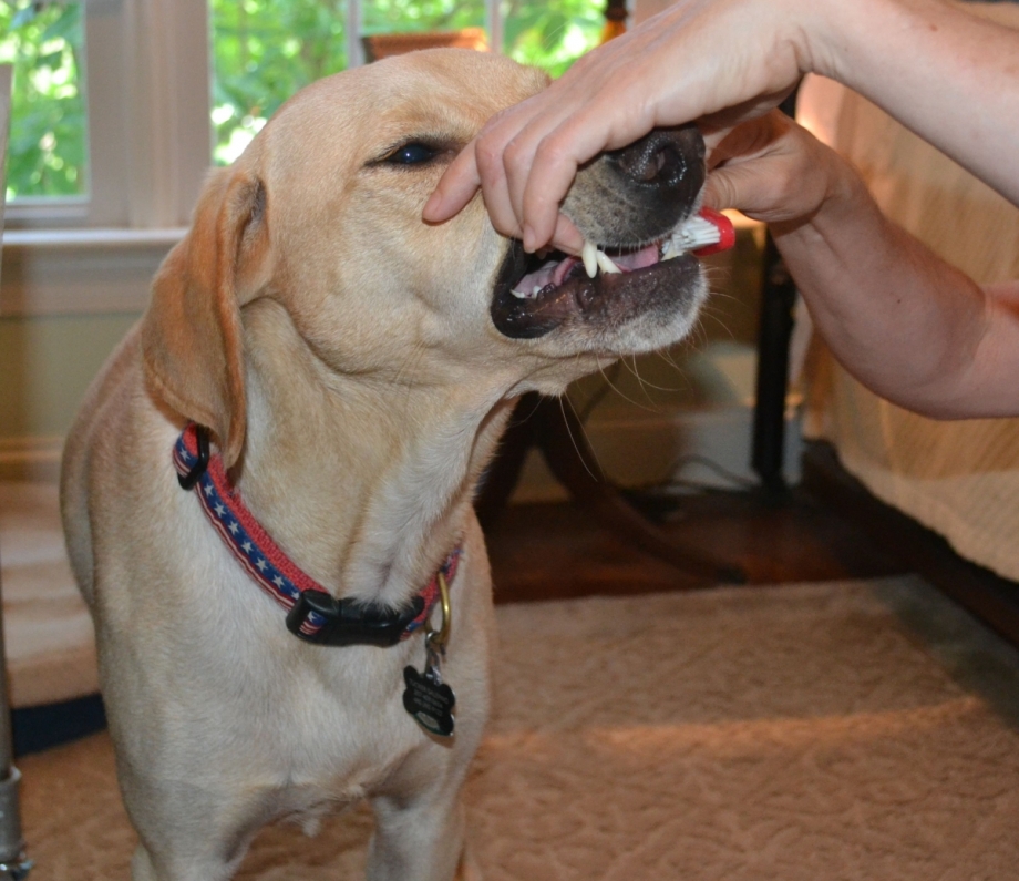 Почему у собаки воняет рот. Неприятные запахи для собак. Запах псины.
