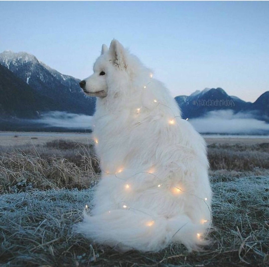 Лайка самоед