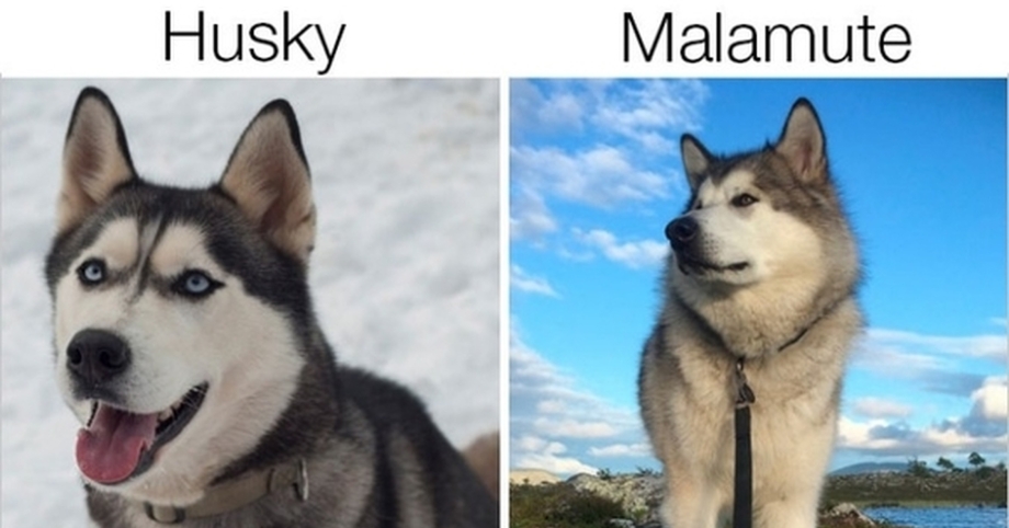 Аляскинский маламут и Сибирский хаски