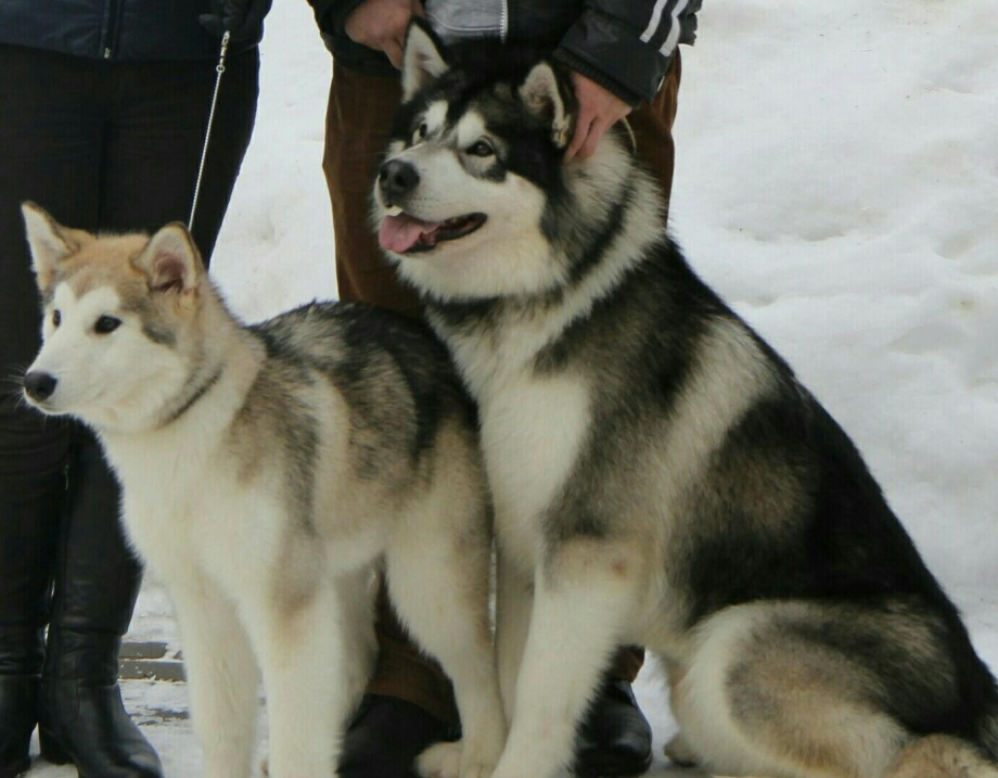 Лайки в перемешку с хаской