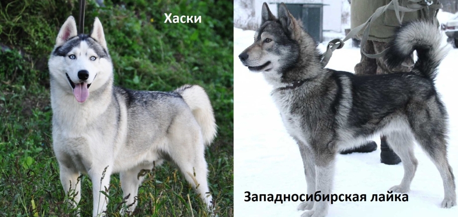 Хаски от лайки