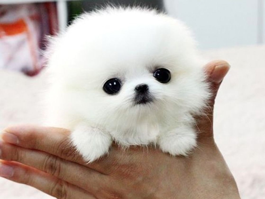 Teacup Pomeranian