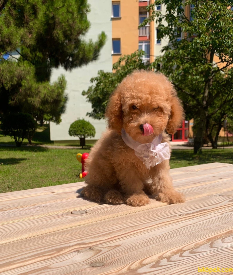 Poodle Kaniş