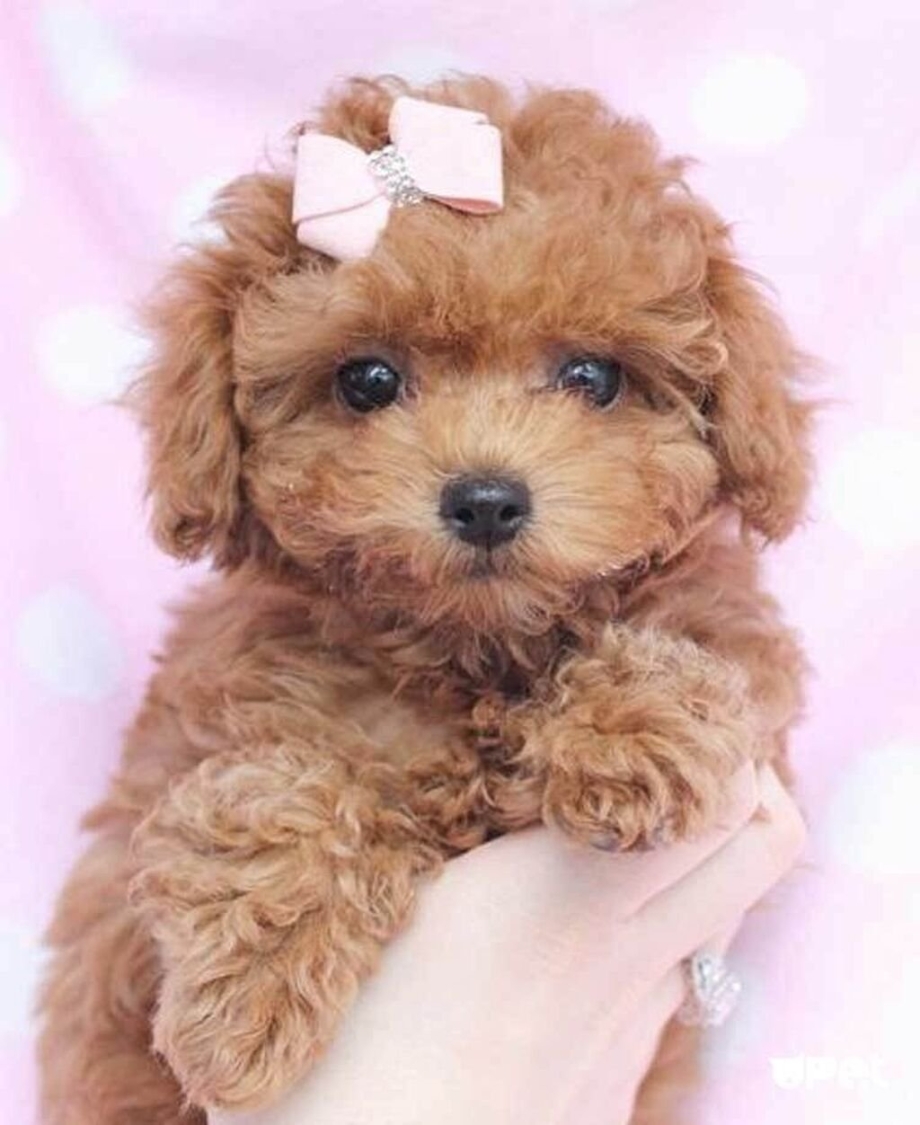 Silver Poodle щенок
