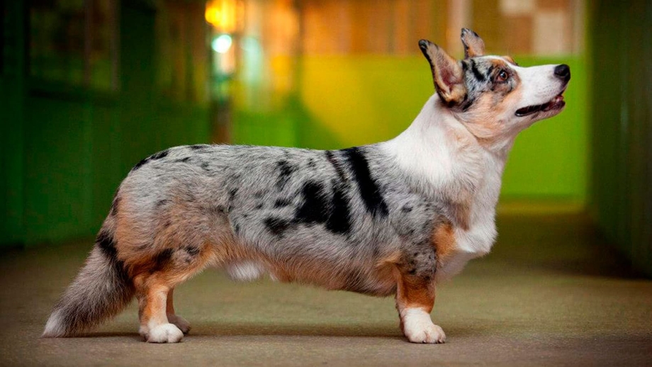 Вельш корги мраморный