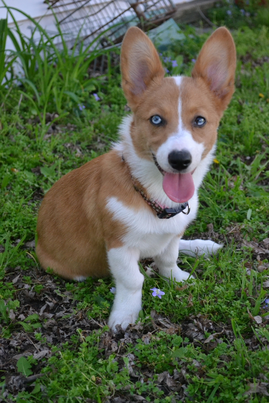 Lilac Marble Australian Shepherd