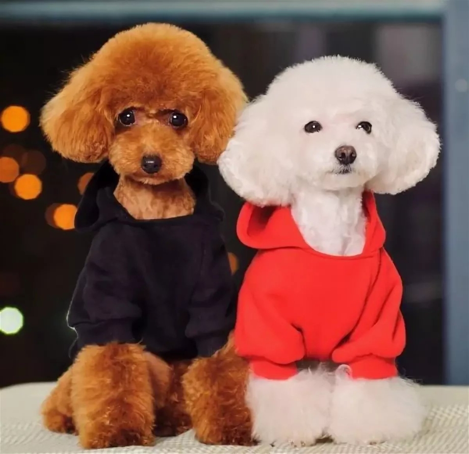 Порода Toy Poodle