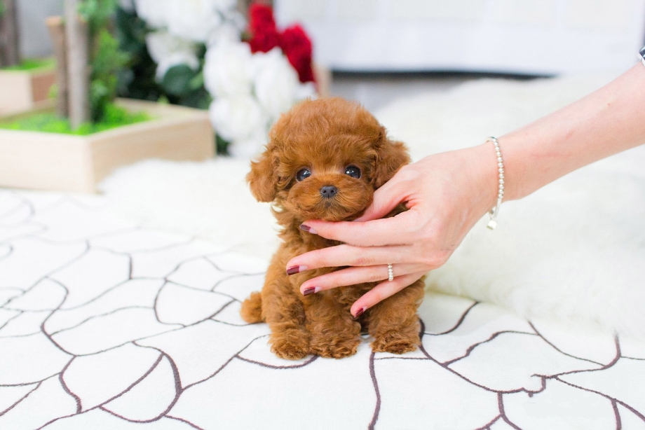 Teacup Teddy Poodle