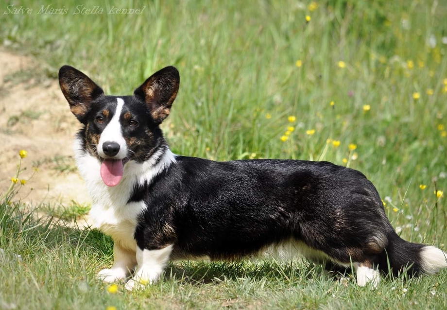 Cardigan Welsh Corgi