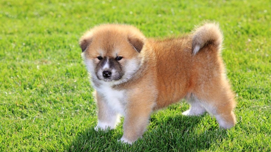 Shiba Yuji