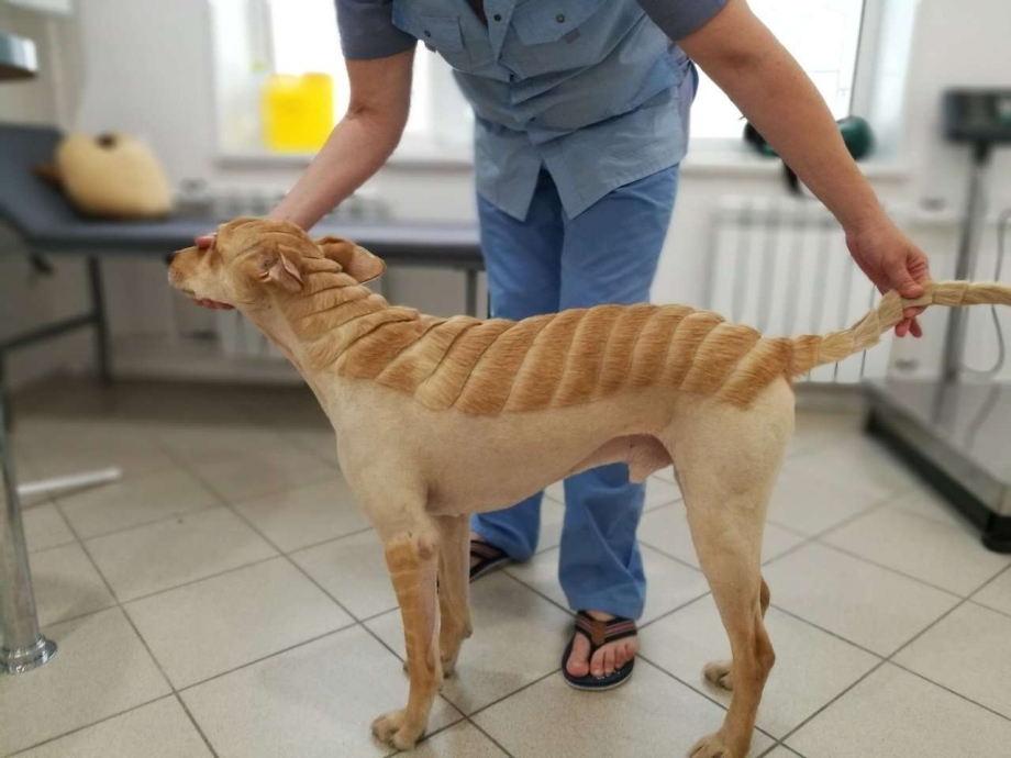 Собака в ветеринарной клинике