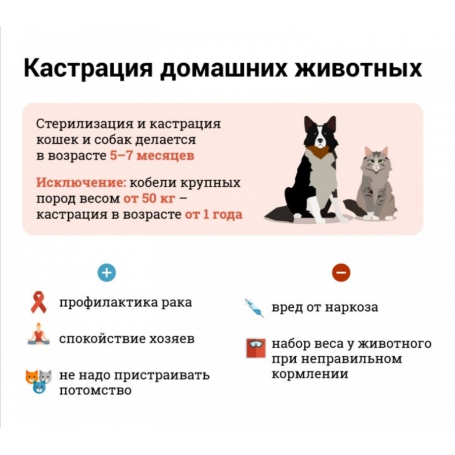 Косметический шов у собаки