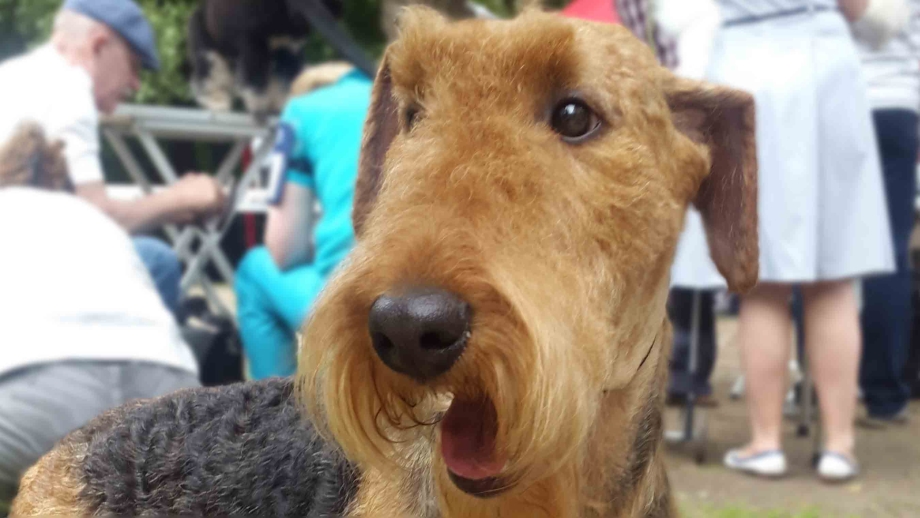 Ирландский терьер Irish Terrier