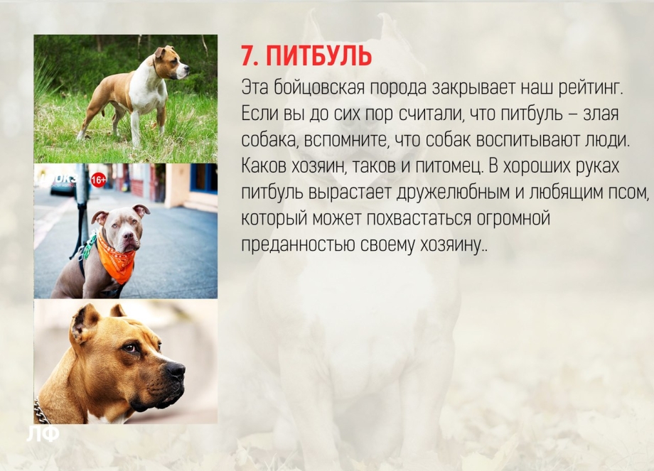Породы самых преданных собак