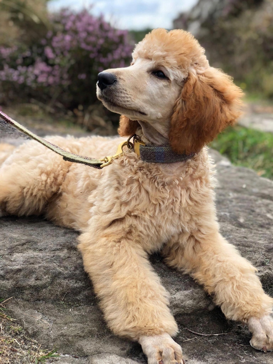 Абрикосовый Standard Poodle
