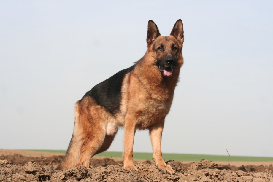Бергер аллеманд